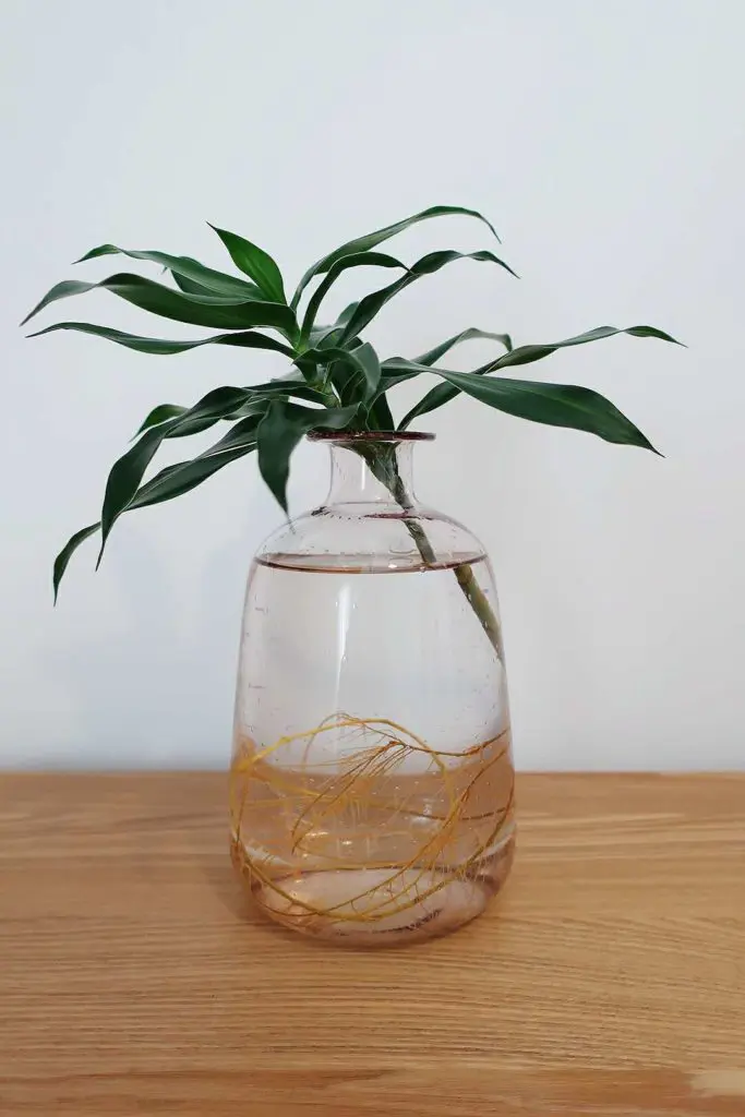 Grow Dracaena Plant in Water by Linlin Interiors Adelaide