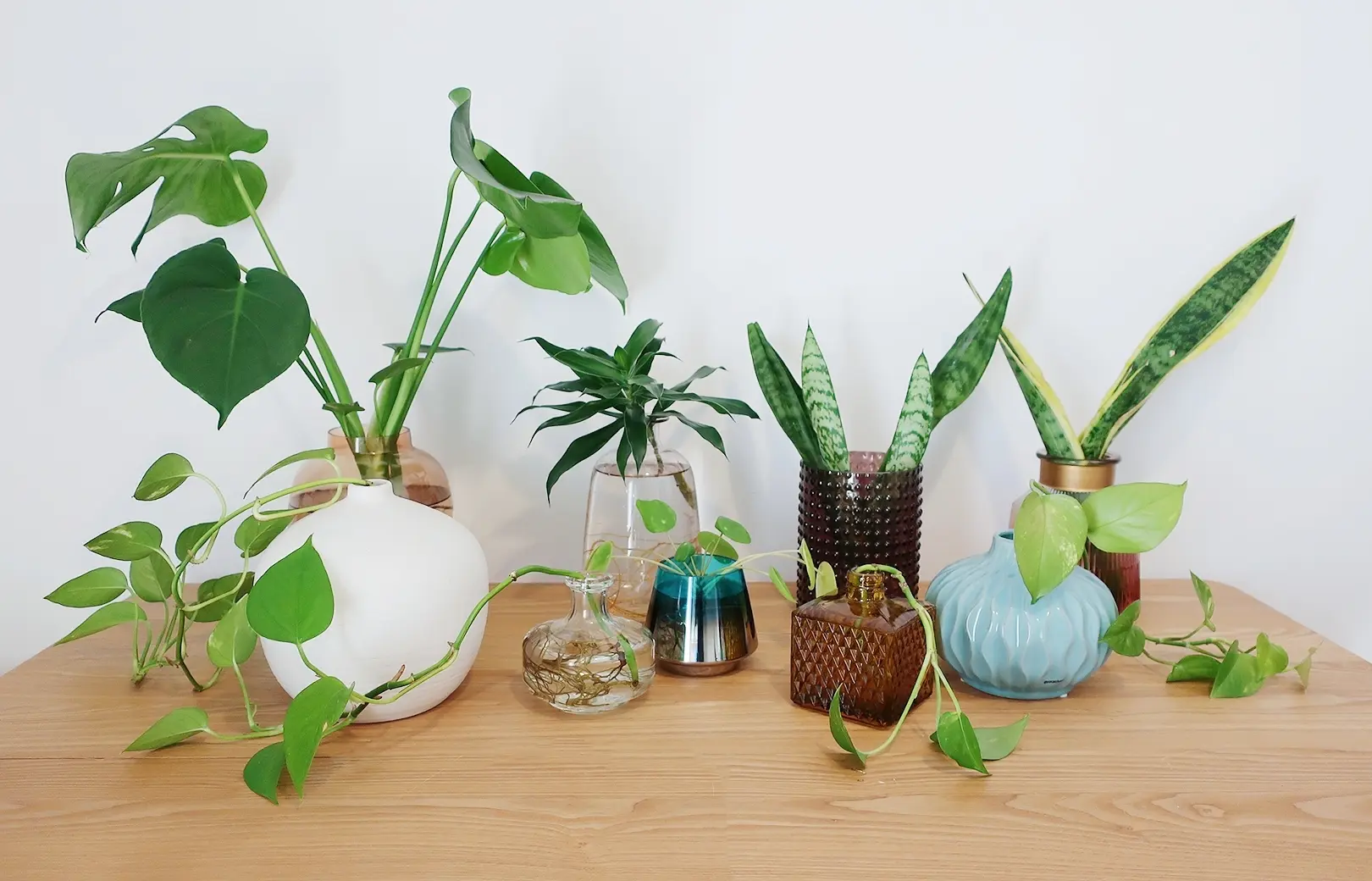 Grow indoor plants in water by Linlin Interiors Adelaide