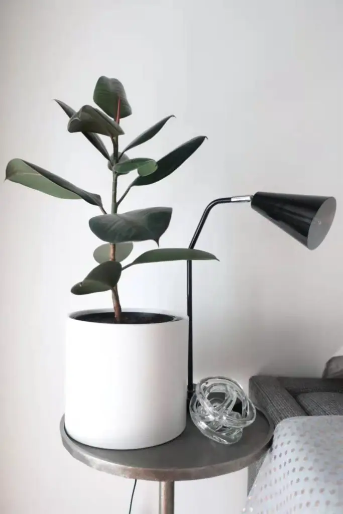 Use Indoor Plant to Decorate Linlin Interiors Adelaide interior decorator